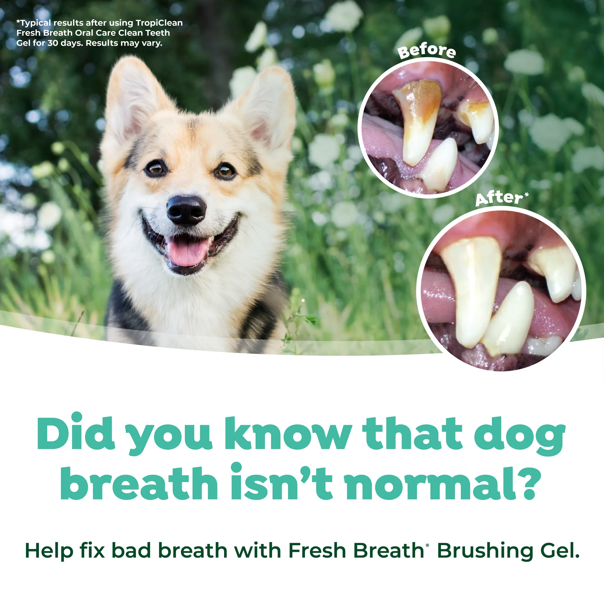 Fresh Breath by TropiClean Kit de Cuidado Bucal para Perros — 59 ml 5